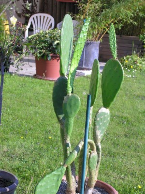 kaktus1-a.jpg