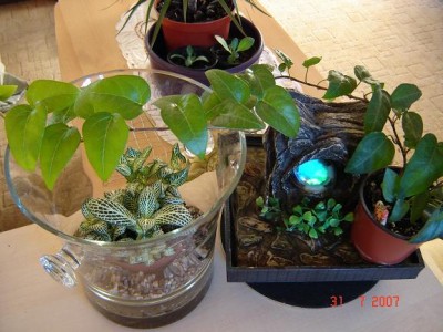 Pflanzen 006.jpg