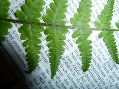 P1000847.jpg