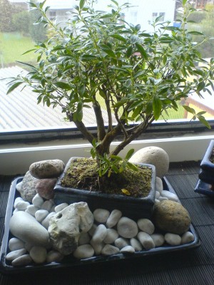 bonsai uv lampe Small Artificial Pinus Bonsai for the outdoors