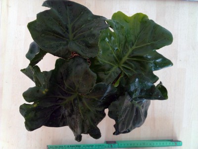 IMAG0298.jpg