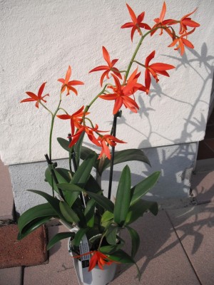 DSCF0271.JPG