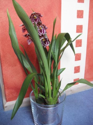 DSCF0260.jpg