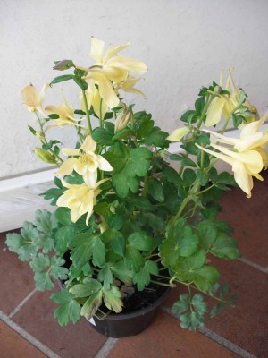 Akelei-gelb-1.JPG