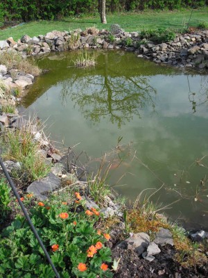 Teich-3.JPG