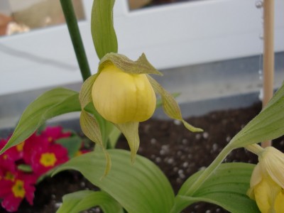 Cypripedium Pueblo 2.jpg