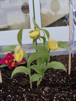 Cypripedium Pueblo 1.jpg