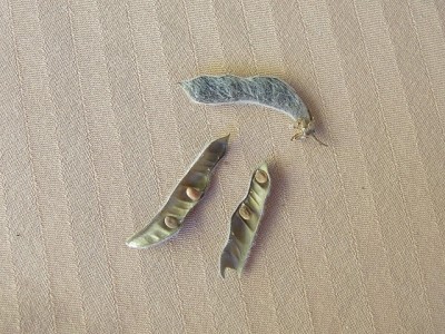 Lupiniensamen. Juli 07.JPG
