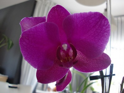 Phalaenopsis #2-26.jpg