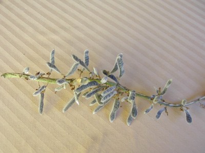 Lupiniensamen Juli 07.JPG