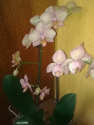 Phalenopsen...JPG