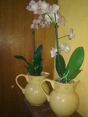 Phalenopsis'neu....JPG