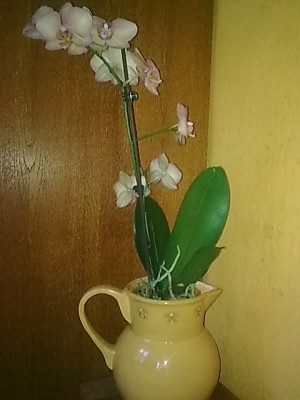 Phalenopsis'neu...JPG