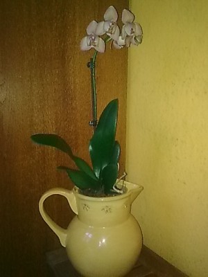 Phalenopsis'neu.JPG