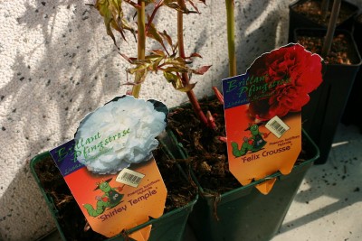 IMG00010.JPG