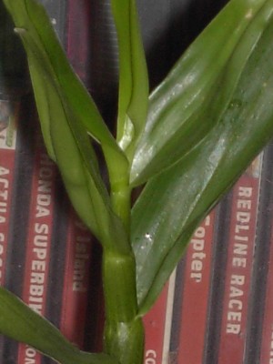 Jungpflanze 27.04.11_2.JPG