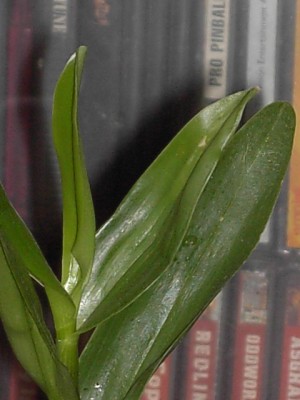 Jungpflanze 27.04.11_1.JPG