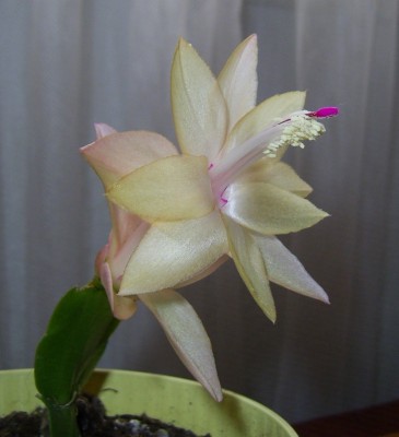 PIC_0004.JPG