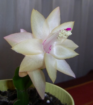 PIC_0001.JPG