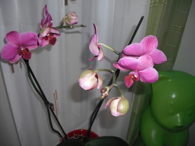 DSCF0130.JPG