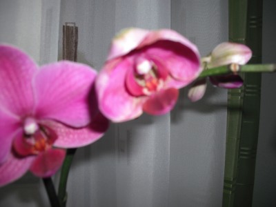 DSCF0133.JPG
