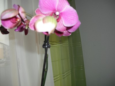DSCF0136.JPG