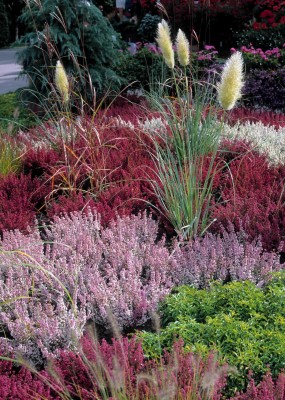 Calluna-Vulgaris-Pampasgrass.jpg