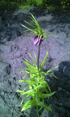 IMAG0704.jpg
