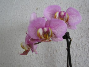 Phalenopsis und duftende Cattleya 001-1.jpg