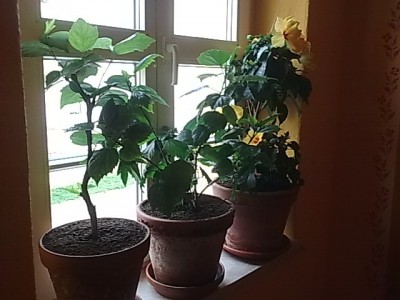 Hibiskus Gruppe....JPG