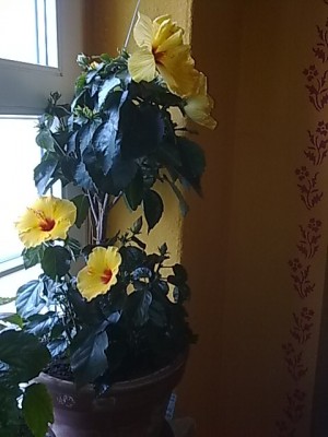 Hibiskus Gruppe...JPG