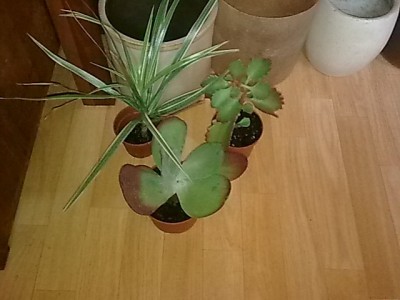 geheimer Wichtel.JPG