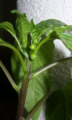 Chili27.04.11_Knospe.jpg