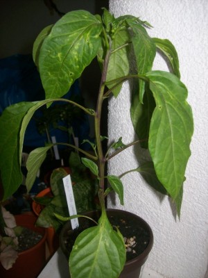 Chili27.04.11.jpg