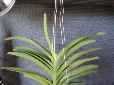 Vanda Blue Magic 12.jpg