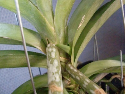 Vanda Blue Magic 11.jpg