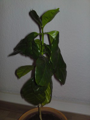 DSC00004.JPG