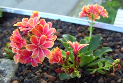 Mini-Lewisia0668.jpg