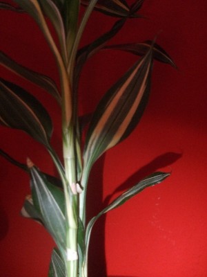 DSCF1843.JPG