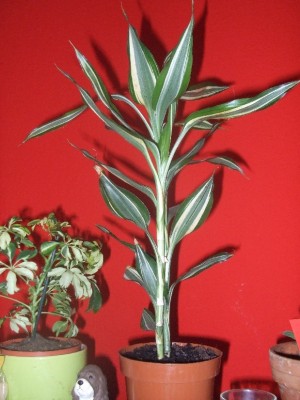 DSCF1842.JPG
