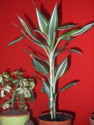 DSCF1841.JPG