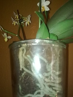 Phalenopsis'mini mark.......JPG