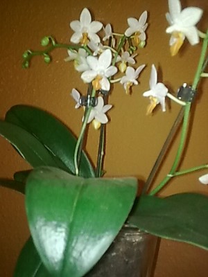 Phalenopsis'mini mark....JPG