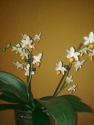 Phalenopsis'mini mark...JPG