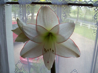 Amaryllis weiß mit Rand 2.JPG