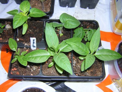DSCN4745.JPG