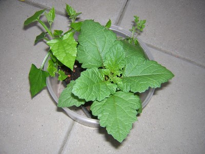 DSCN4743.JPG