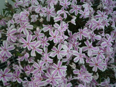 Polsterphlox.JPG