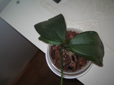 orchidee_bestimmung02.jpg