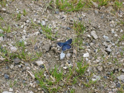 IMG_1085.jpg